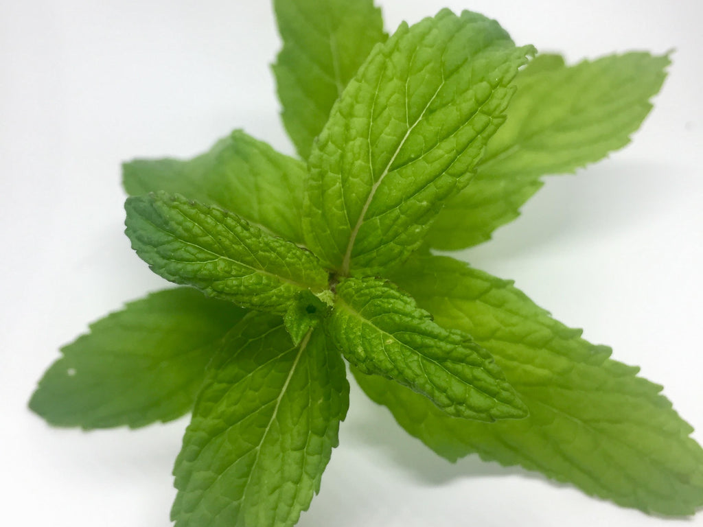 Fresh Mint